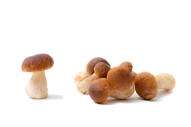 Group of brown cap Boletus Edulis isolated on white surface.