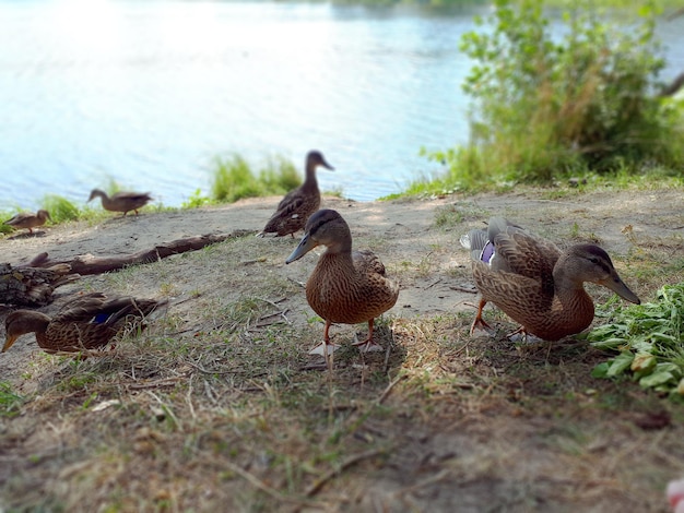 A Group Of Brown Female Ducks Near a River In Summer In The Afternoon