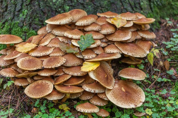 A group of brown mushrooms growing by a tree in the forest