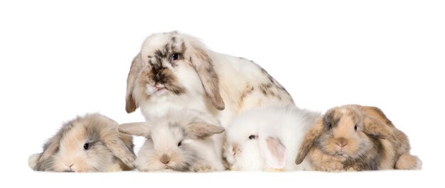 Group of bunnies isolated