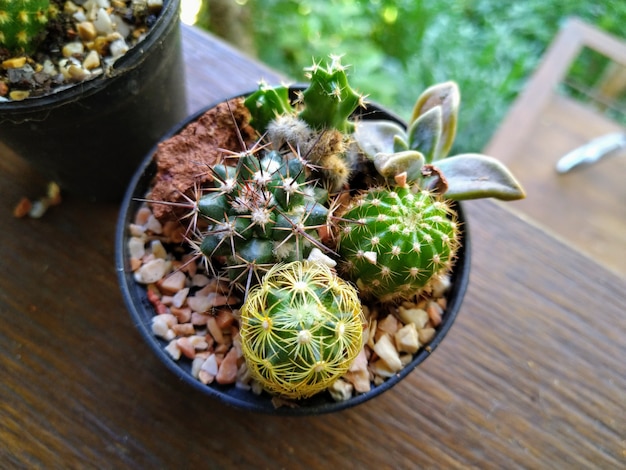 Group of Cactus are in the same pot