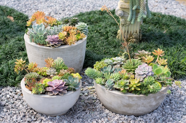 Group of cactus in a pot decoration in flower garden, succulent plant