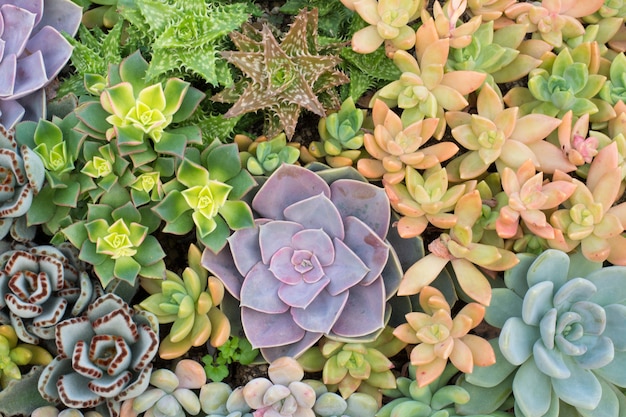 Group of cactus in a pot, succulent plant