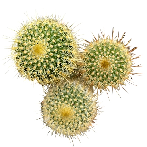 A group of cactuses are shown against a white background.