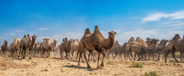 Group of Camels walking in desert 