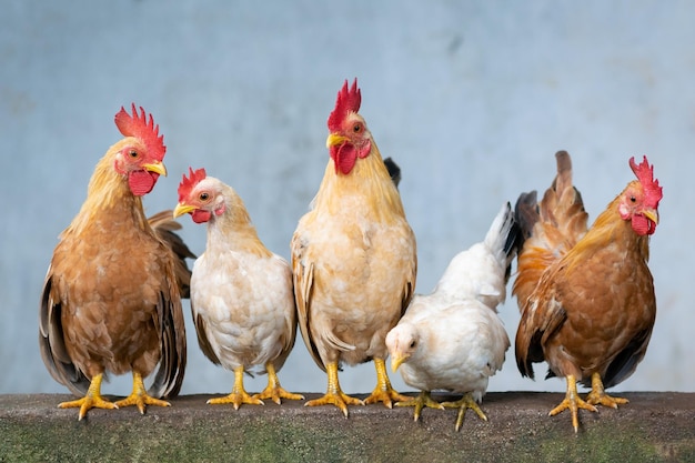 Photo a group of chickens are standing together and one has a yellow beak