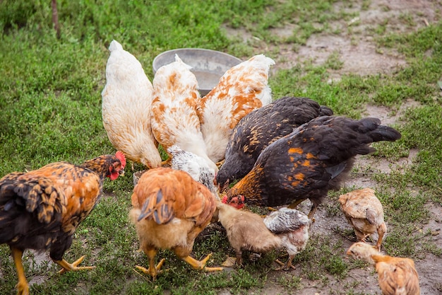 Group of chickens closeup Adult hens roosters turkeys teenage chickens on the farm