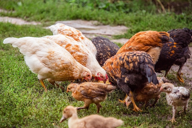 Group of chickens closeup Adult hens roosters turkeys teenage chickens on the farm