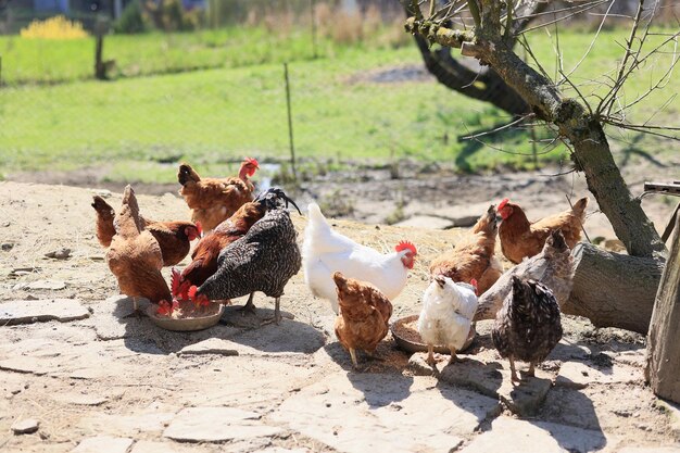 A group of chickens and a rooster graze on a farm in a village on a sunny day Chickens on an organic home farm Spring or summer day Chickens of different colors White chickens Red chickens