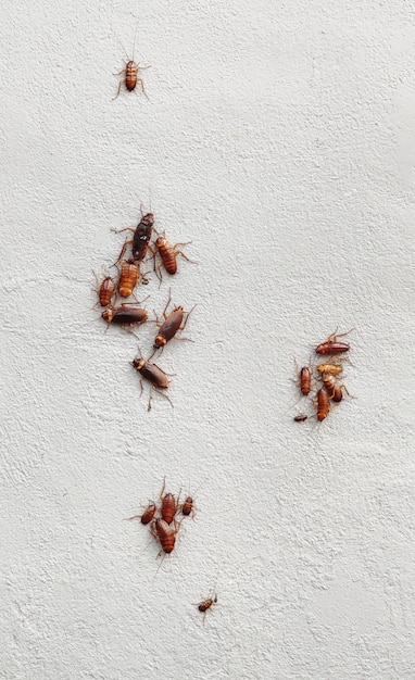 Group of cockroaches on plaster wall