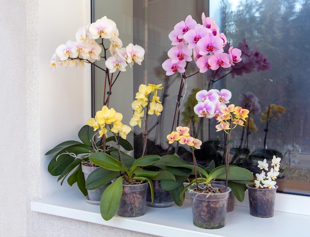 A group of colorful blooming orchids in pots on the balcony Floriculture house plants hobby