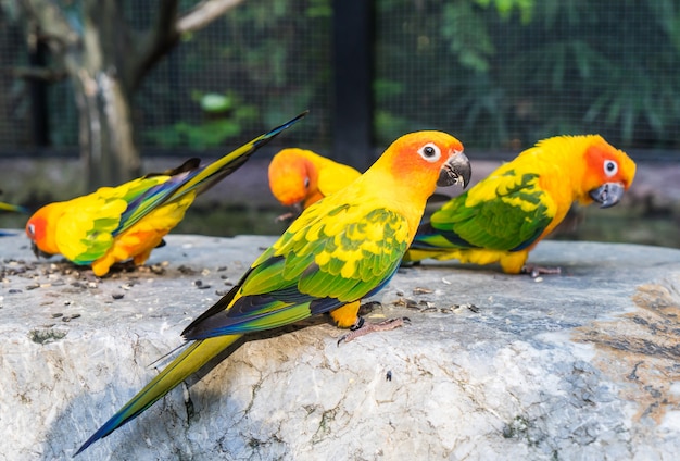 Group of colorful mini parrot eating on a rock.