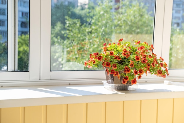 A group of colorful redorange flowers tropical juicy flowering plants in a decorative pot on the windowsill on balcony