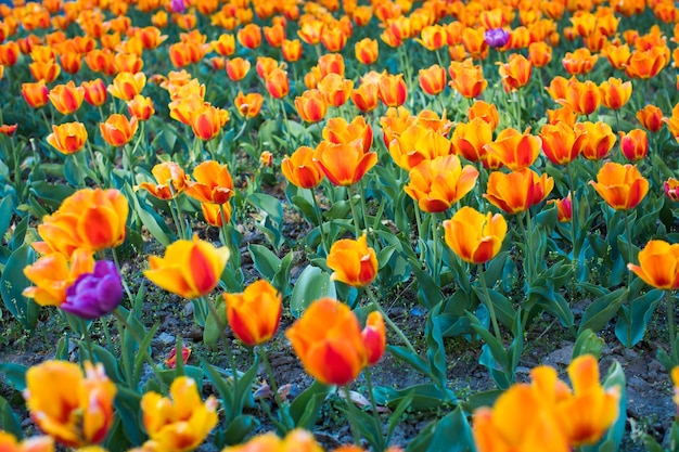 Group of colorful tulip Purple flower tulip lit by sunlight Soft selective focus tulip close up