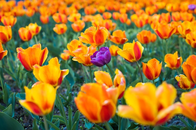 Group of colorful tulip Purple flower tulip lit by sunlight Soft selective focus tulip close up