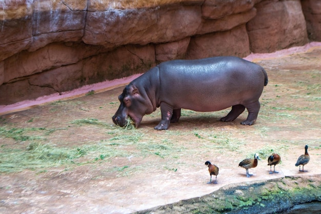 A group of common Hippopotamus amphibius or hippo in the South Luangwa. High quality photo