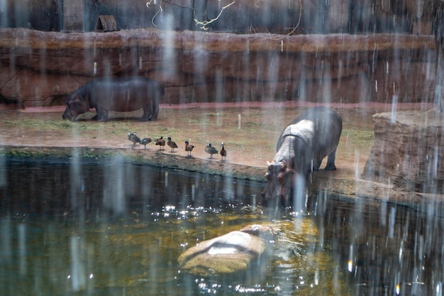 A group of common Hippopotamus amphibius or hippo in the South Luangwa. High quality photo