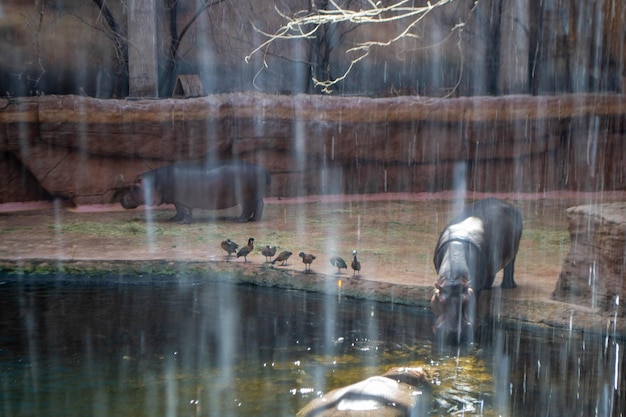 A group of common Hippopotamus amphibius or hippo in the South Luangwa. High quality photo