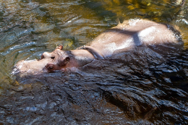 A group of common Hippopotamus amphibius or hippo in the South Luangwa. High quality photo