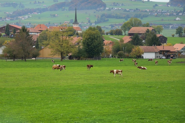 Group cow is eatting grass in farm at swiss