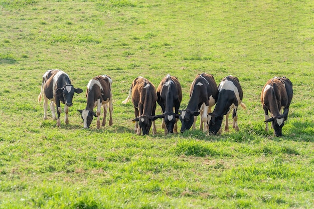 group of cows eating grass  in farm.