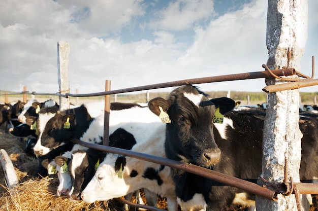 Group of cows on the farm