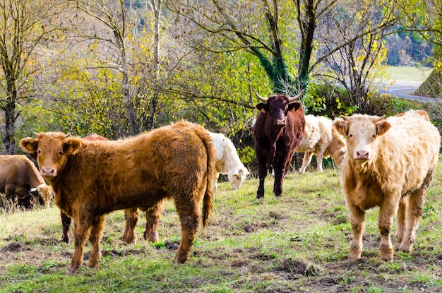 Group of cows grazing in the green fields of Ribes and Freser in Girona, Spain.