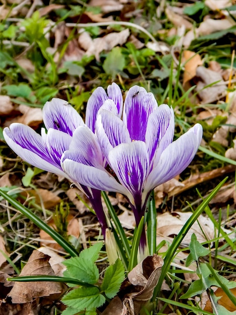 Photo a group of crocus flowers are in the grass.