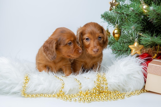 A group of cute baby dachshund puppies on a New Year's background near the Christmas tree