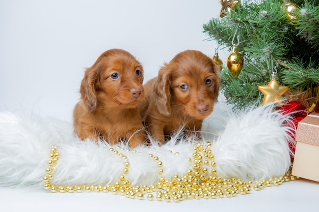 A group of cute baby dachshund puppies on a New Year's background near the Christmas tree