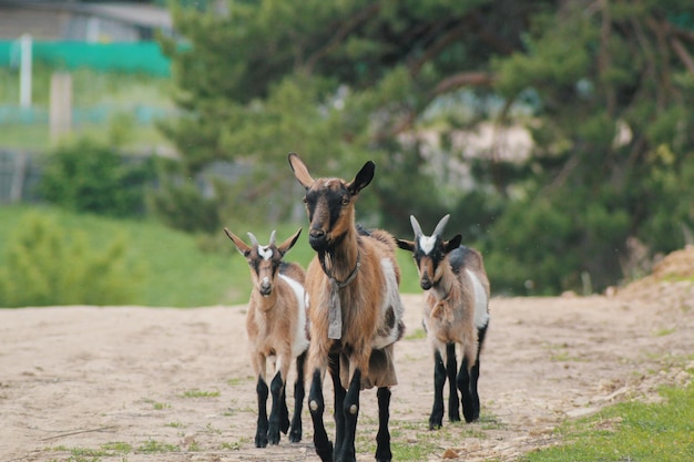 Group of cute happy goats on a walk - russian village, telephoto