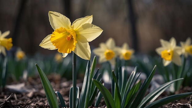 a group of daffodils with a blurry background