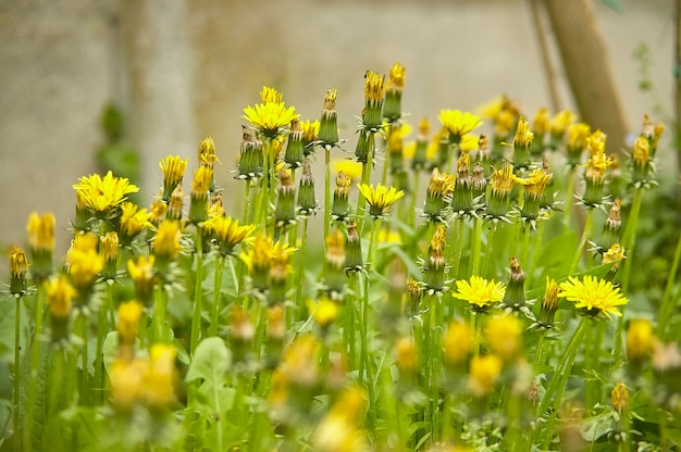 Group of dandelions closed during a cold and rainy day.