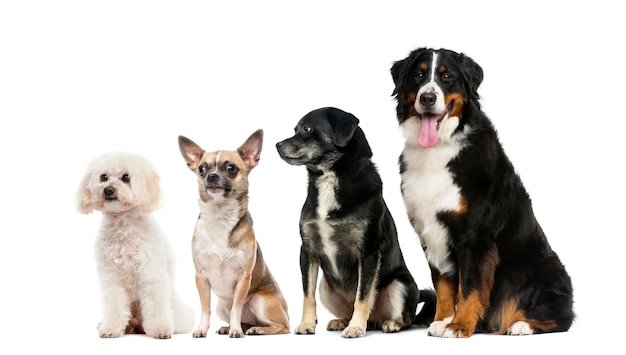 Group of dogs in front of a white wall