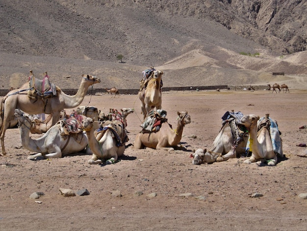 Group of dromedary camels on vacation background of the mountain