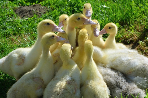 A group of ducks are gathered together on a grassy field.