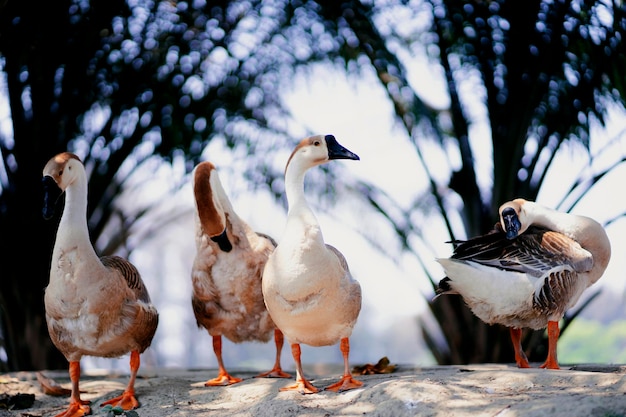 A group of ducks are standing together on a beach.