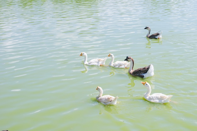 A group of ducks floating on the water