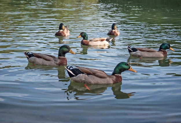 Group of ducks swimming in water Waterfowl birds