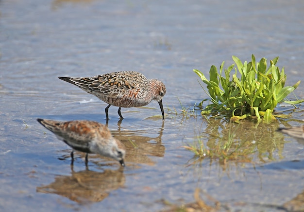 A group of Dunlin feeds in shallow water in the blue water of the estuary.