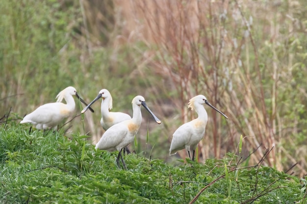 Group of Eurasian Spoonbills (Platalea leucorodia)s