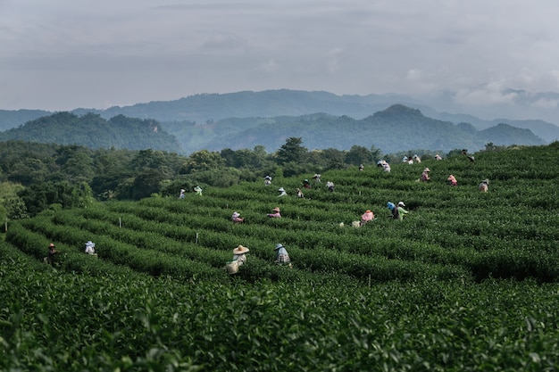 Group farmer working in the lush fields of a terraced farm.