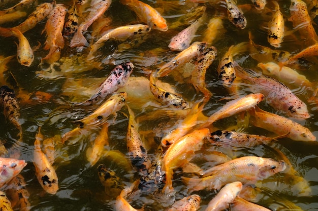 Photo a group of fish are swimming in a pond tilapia fish