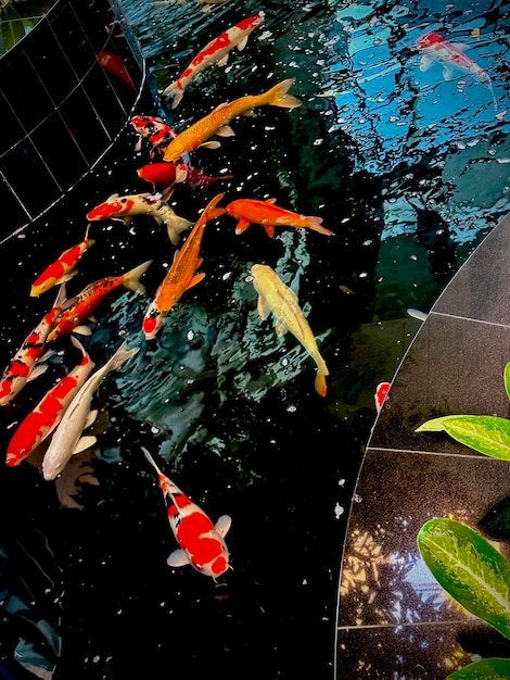 A group of fish swimming in a pond with a green plant next to it