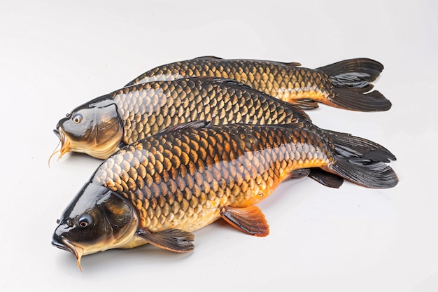 Photo a group of fish on a white background