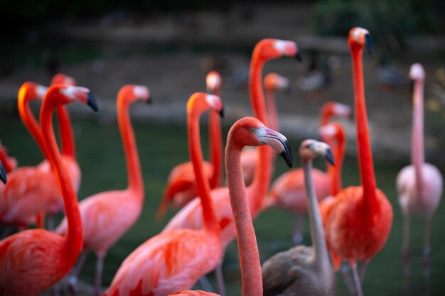 A group of flamingoes Pink flamingos against green background Phoenicopterus roseus flamingo family