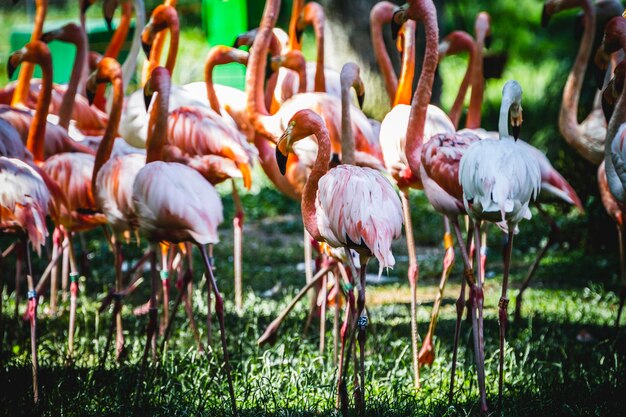 group of flamingoes with long necks and beautiful plumage