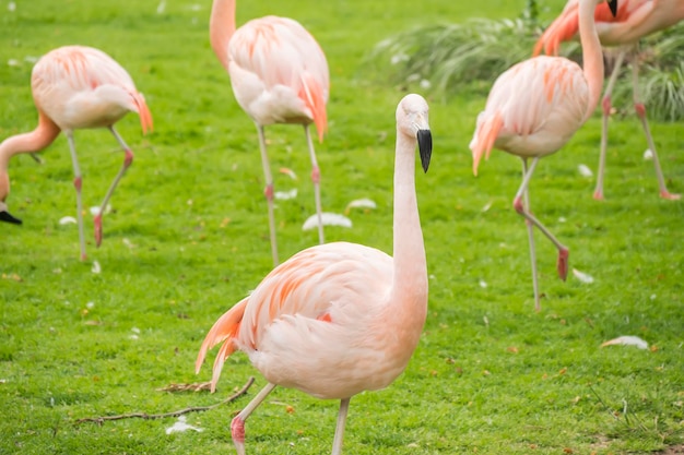 Group of flamingos in a prairie Phoenicopterus chilensis