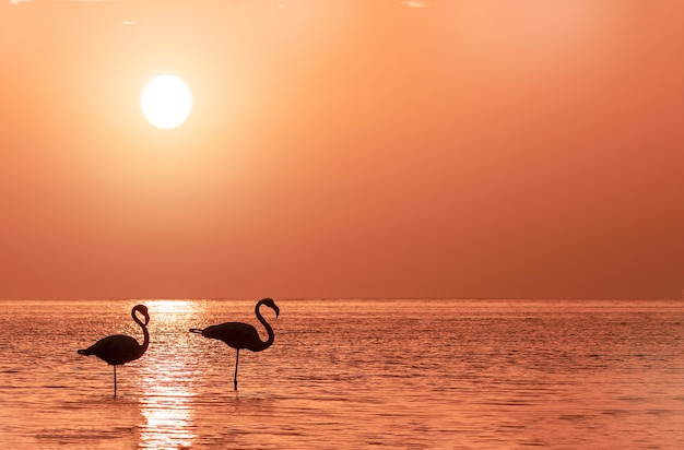 A group of flamingos stands in a lagoon against a background of golden sunset and bright big sun