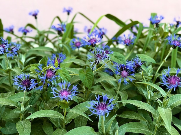 group of flowering cornflowers